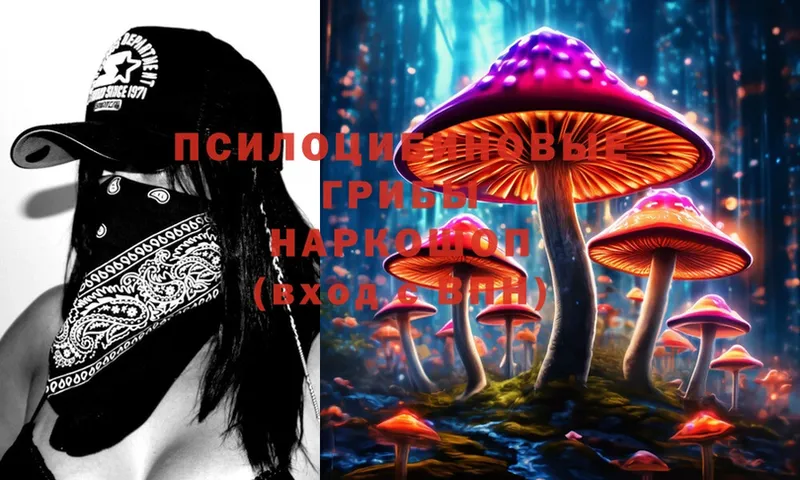 как найти закладки  Невинномысск  Псилоцибиновые грибы Cubensis 